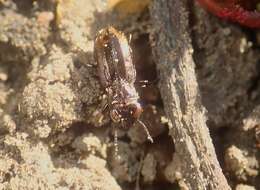 Image of Big-Eyed Bronze Beetle