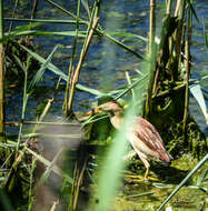 Image of Common Little Bittern