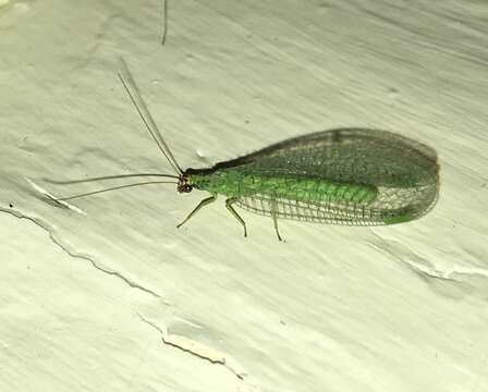 Image of Goldeneyed Lacewing