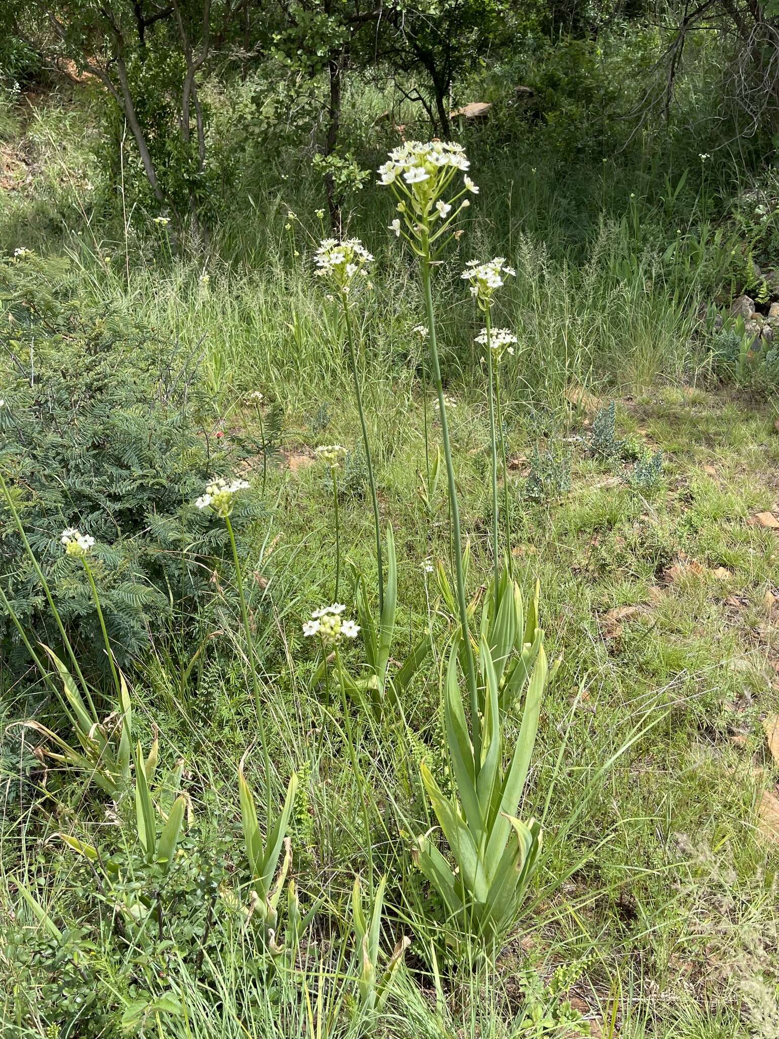 Слика од Ornithogalum saundersiae Baker