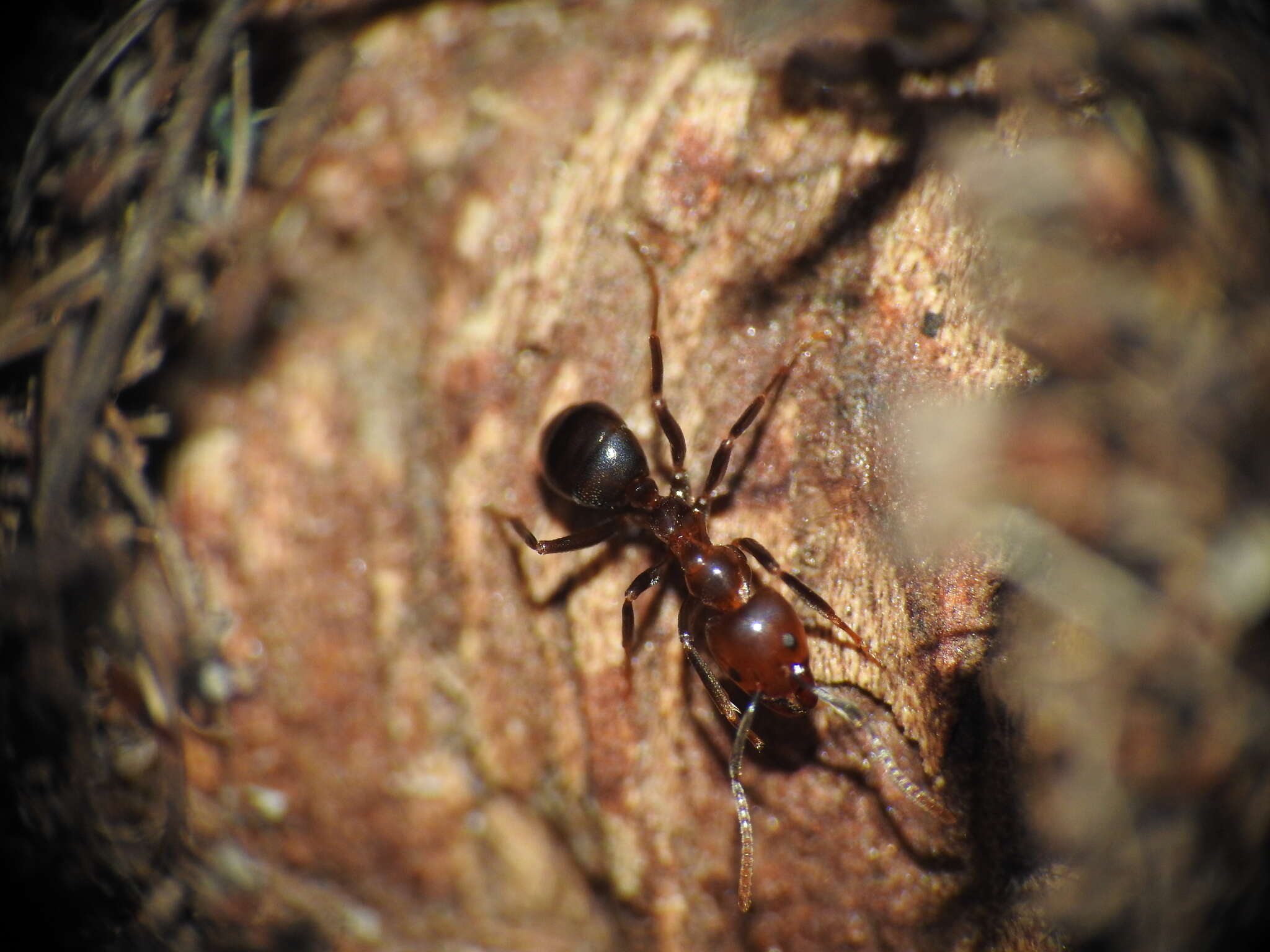 Image of Papyrius nitidus (Mayr 1862)