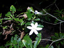 Imagem de Gardenia scabrella Puttock