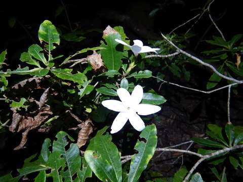 Image of Gardenia scabrella Puttock