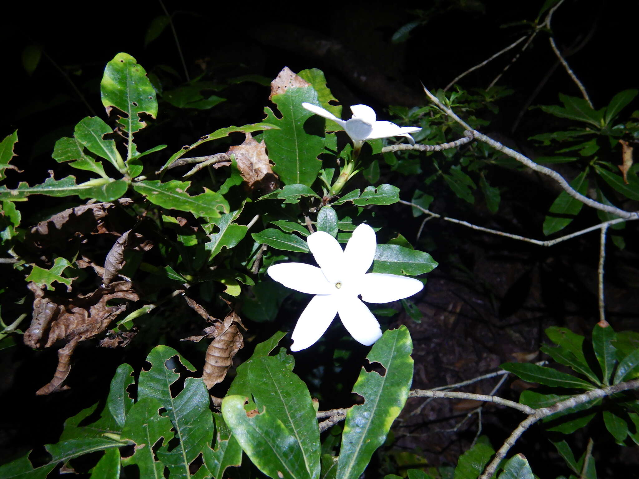 Imagem de Gardenia scabrella Puttock