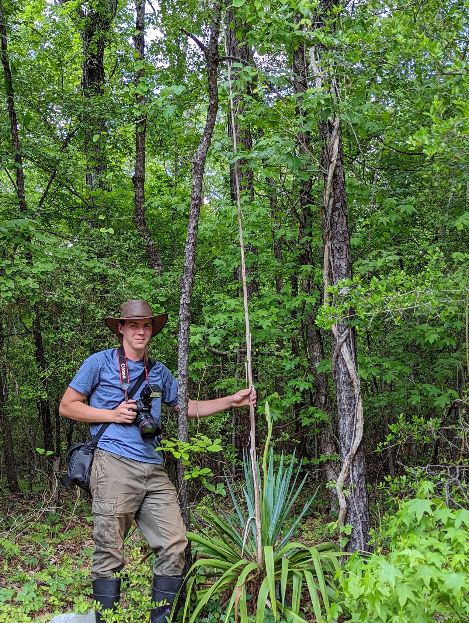 Image of Yucca cernua E. L. Keith