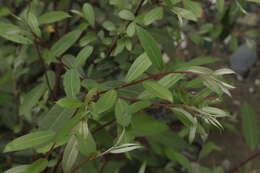 Image of Salix alba subsp. micans (N. J. Andersson) Rech. fil.