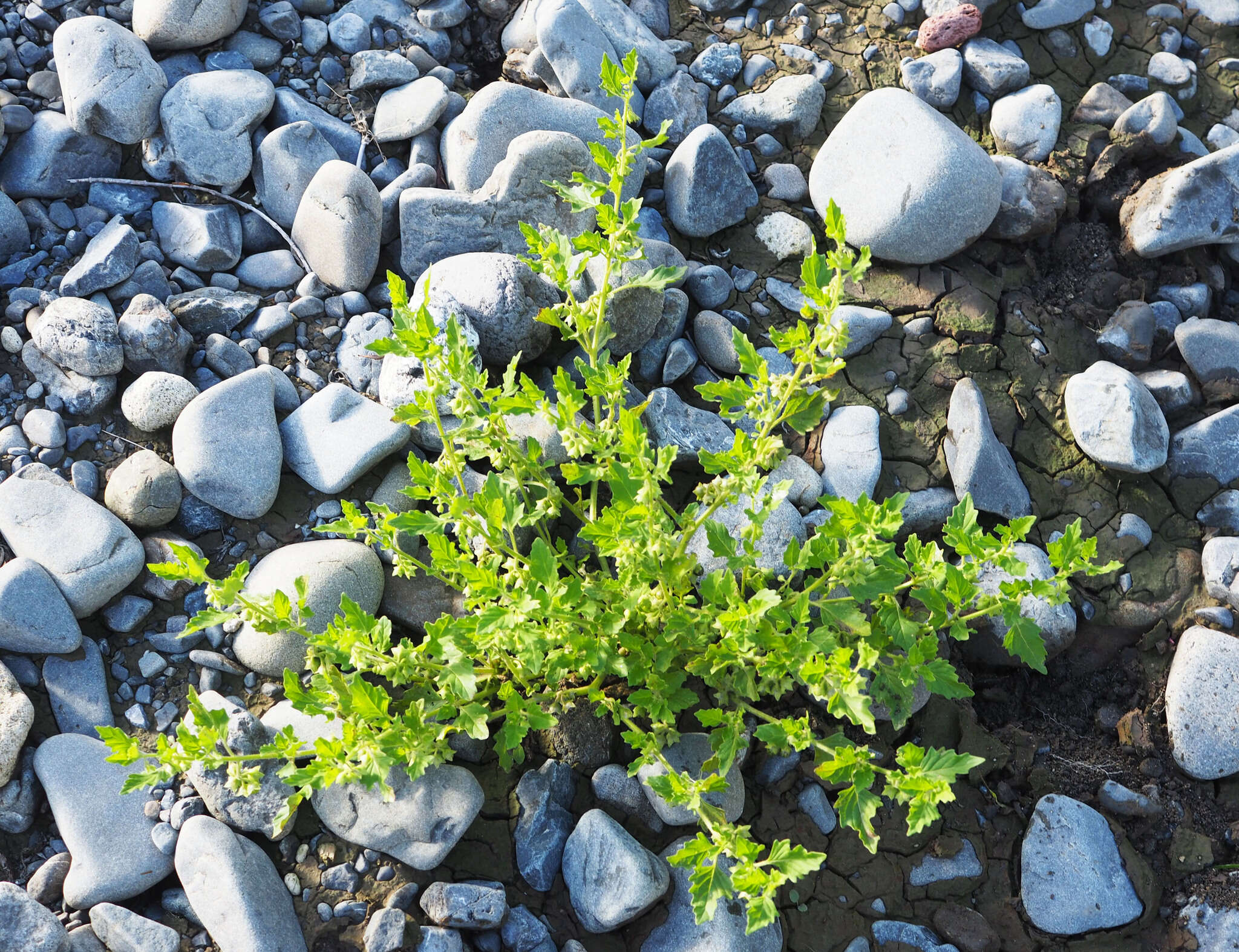 Image of Solanum physalifolium var. nitidibaccatum (Bitter) J. M. Edmonds