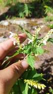 Image de Salvia filipes Benth.