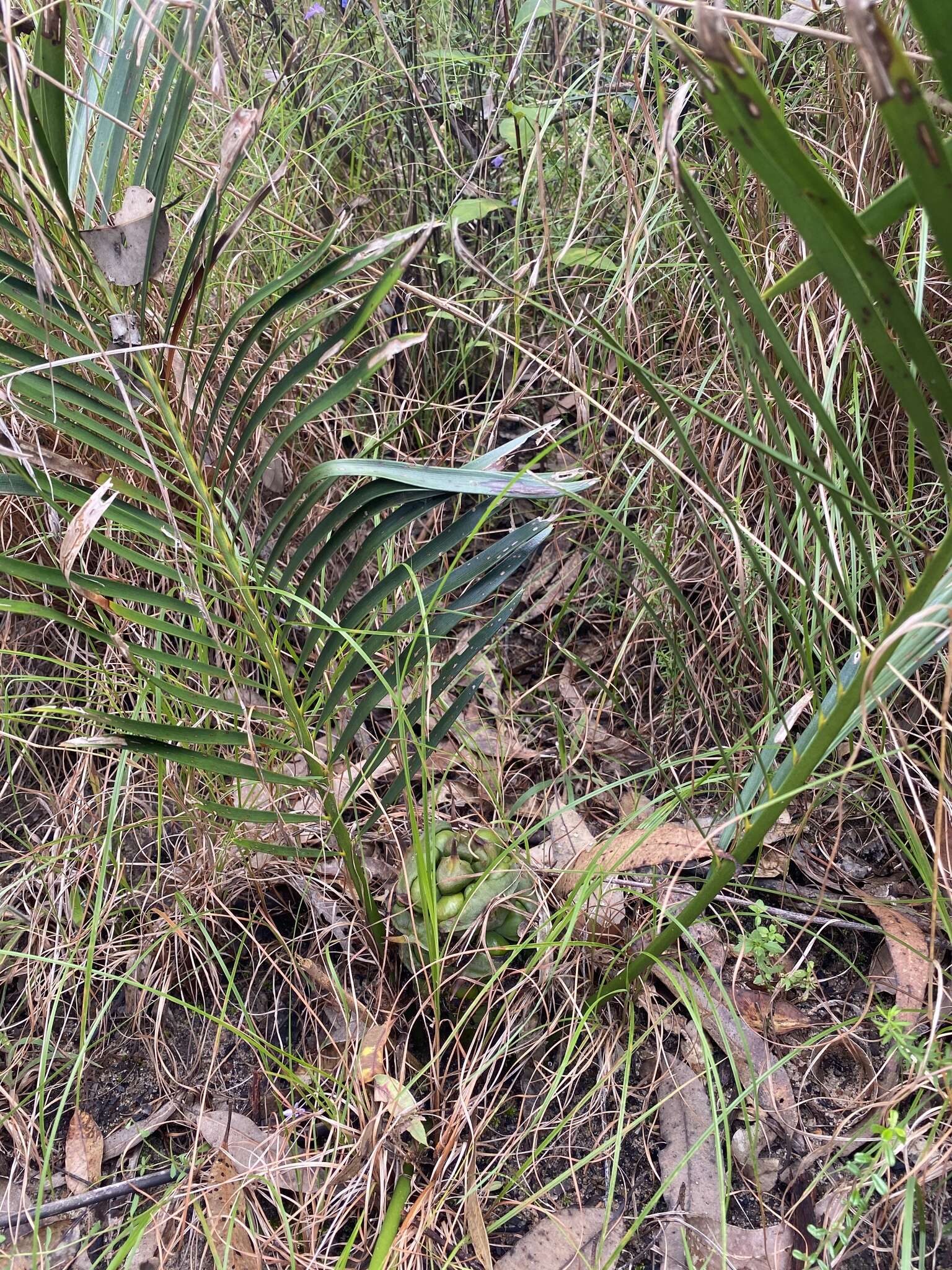 Image of Macrozamia fawcettii C. Moore