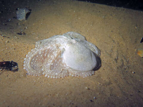 Image of Octopus australis Hoyle 1885