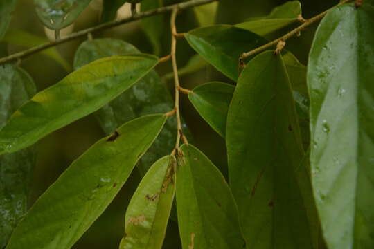 Image de Pterospermum lanceifolium Roxb. ex DC.