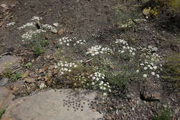 Imagem de Astrodaucus orientalis (L.) Drude