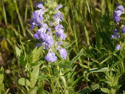 Sivun Salvia engelmannii A. Gray kuva