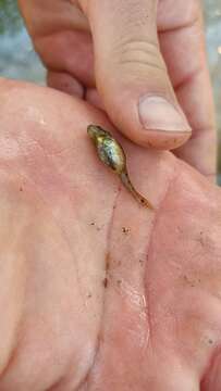 Image of Italian spring goby