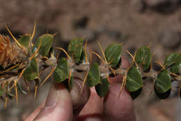 Image of Chuquiraga spinosa D. Don