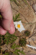 Plancia ëd Solanum sisymbriifolium Lam.