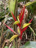 Image of wild plantain