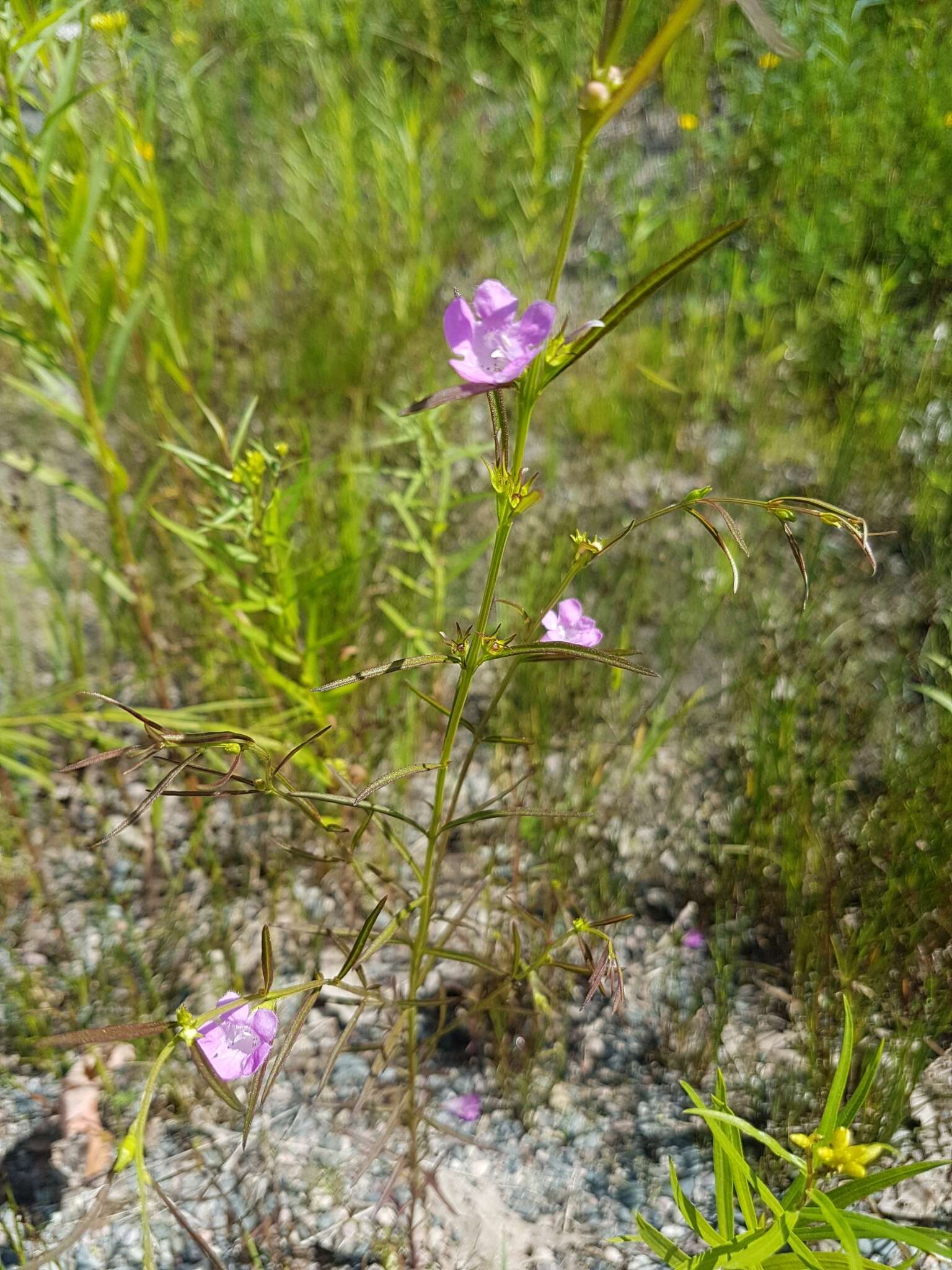 Image of smallflower false foxglove