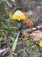 Image of Albertinia pincushion