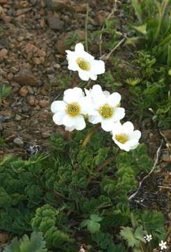 Слика од Callianthemum sajanense Witasek