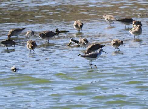 Image of Marsh Sandpiper