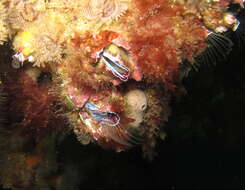 Image of giant barnacle