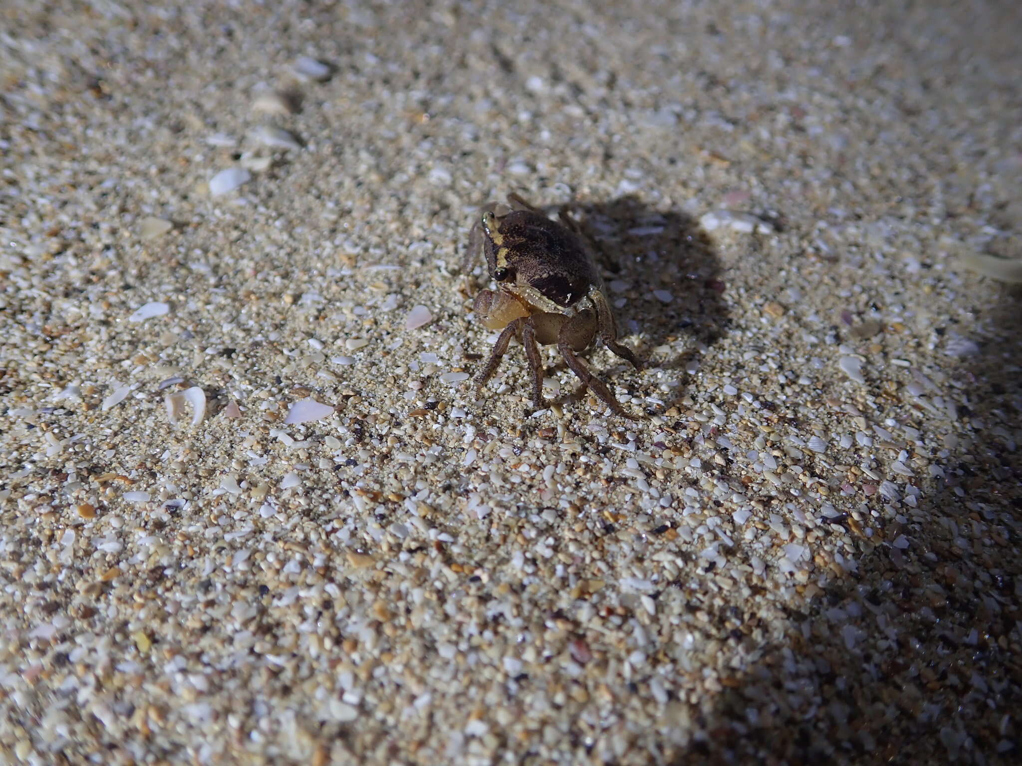 Image of apple crab