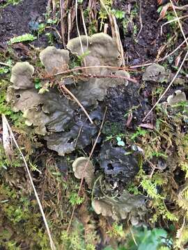 Image of felt lichen