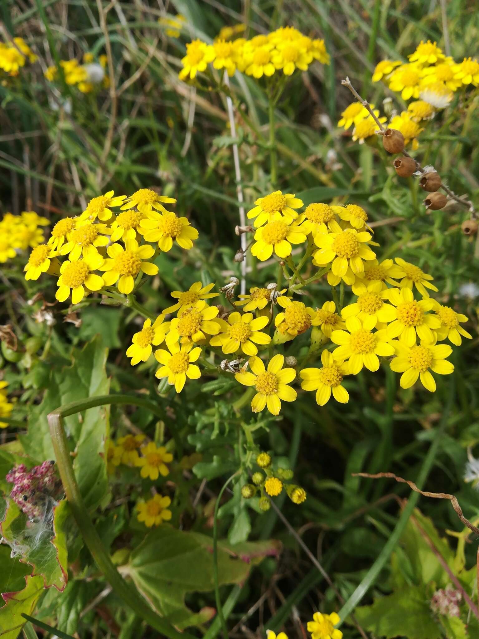 Image of Senecio incrassatus Lowe