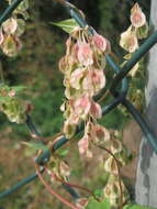 Image of copse-bindweed