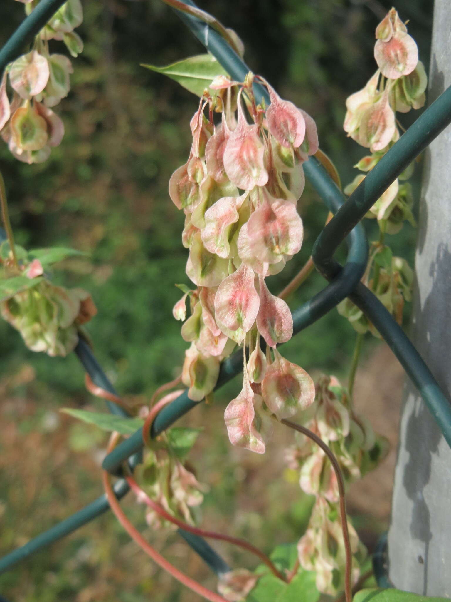 صورة Fallopia dumetorum (L.) J. Holub