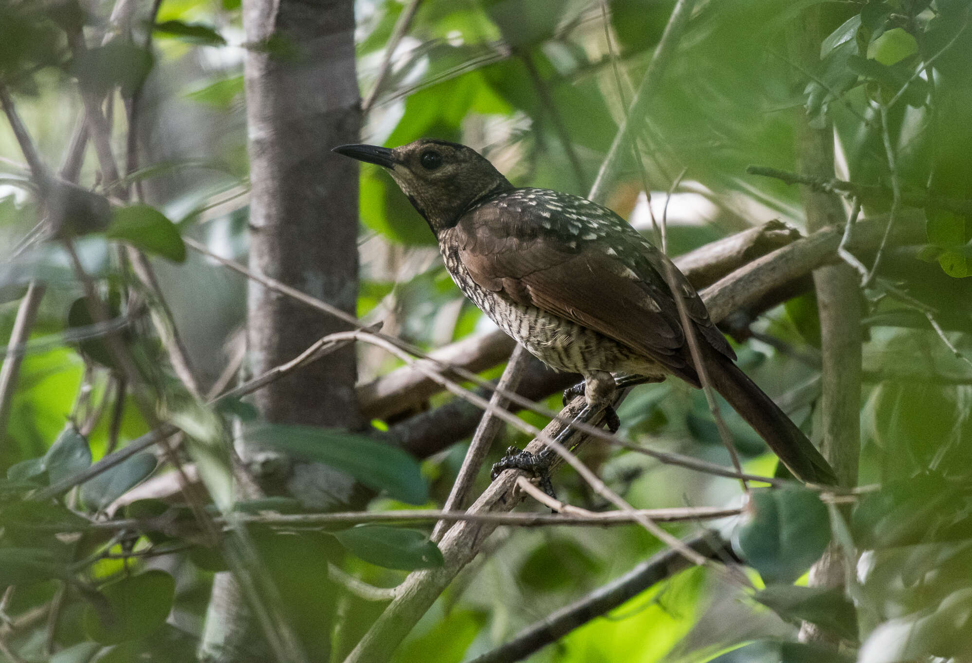 Image of Sericulus Swainson 1825