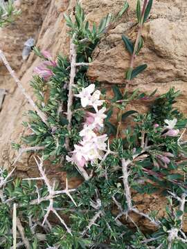 Image de Lonicera spinosa (Jacquem. ex Decne.) Walp.