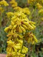 Image of sulphur-flower buckwheat