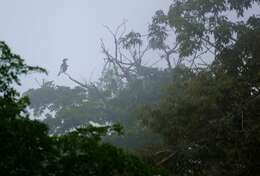 Image of White-thighed hornbill