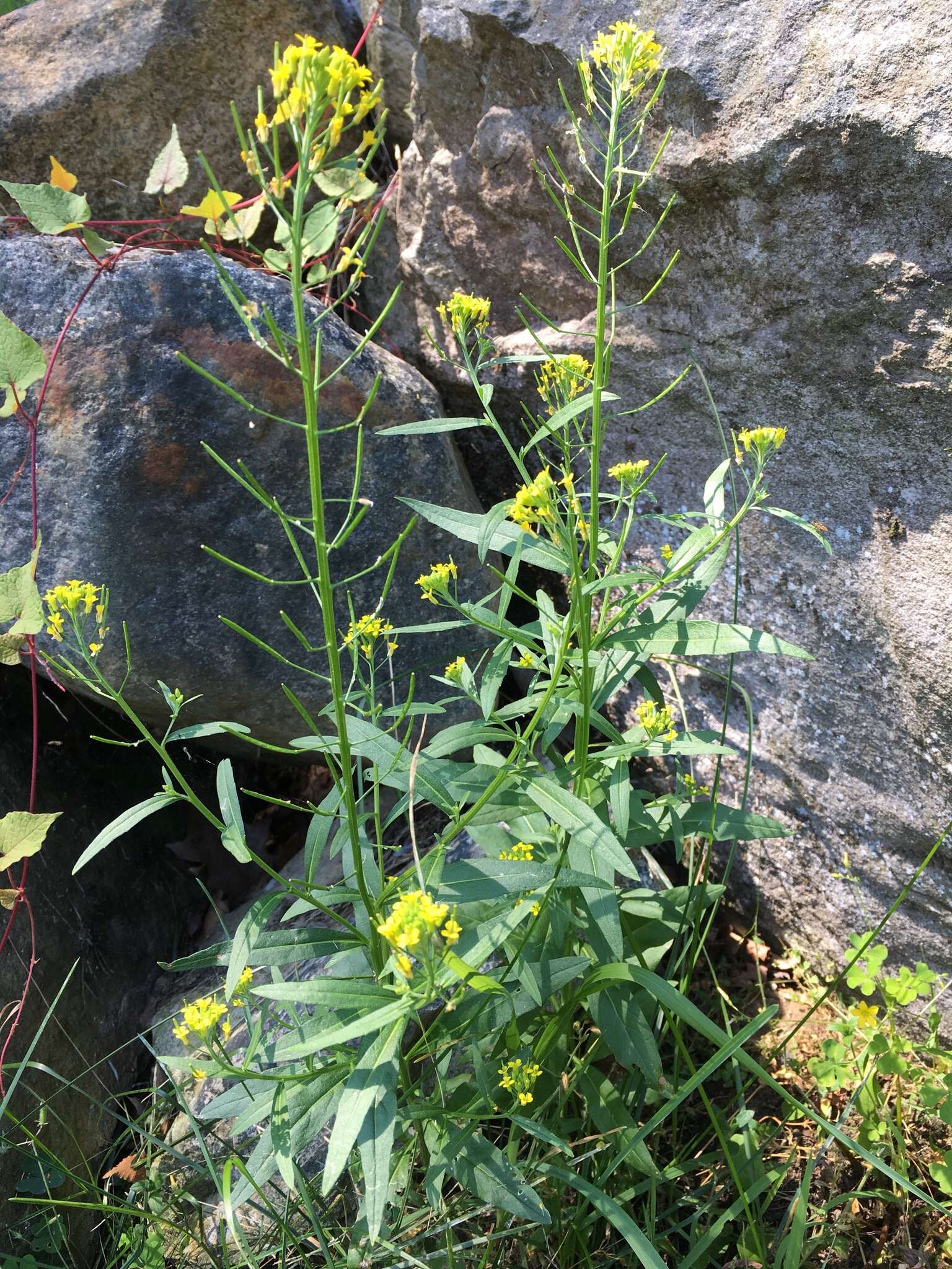 Plancia ëd Erysimum cheiranthoides L.