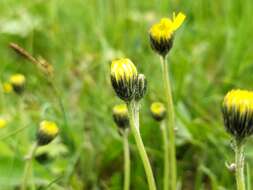 Image of Pilosella lactucella (Wallr.) P. D. Sell & C. West