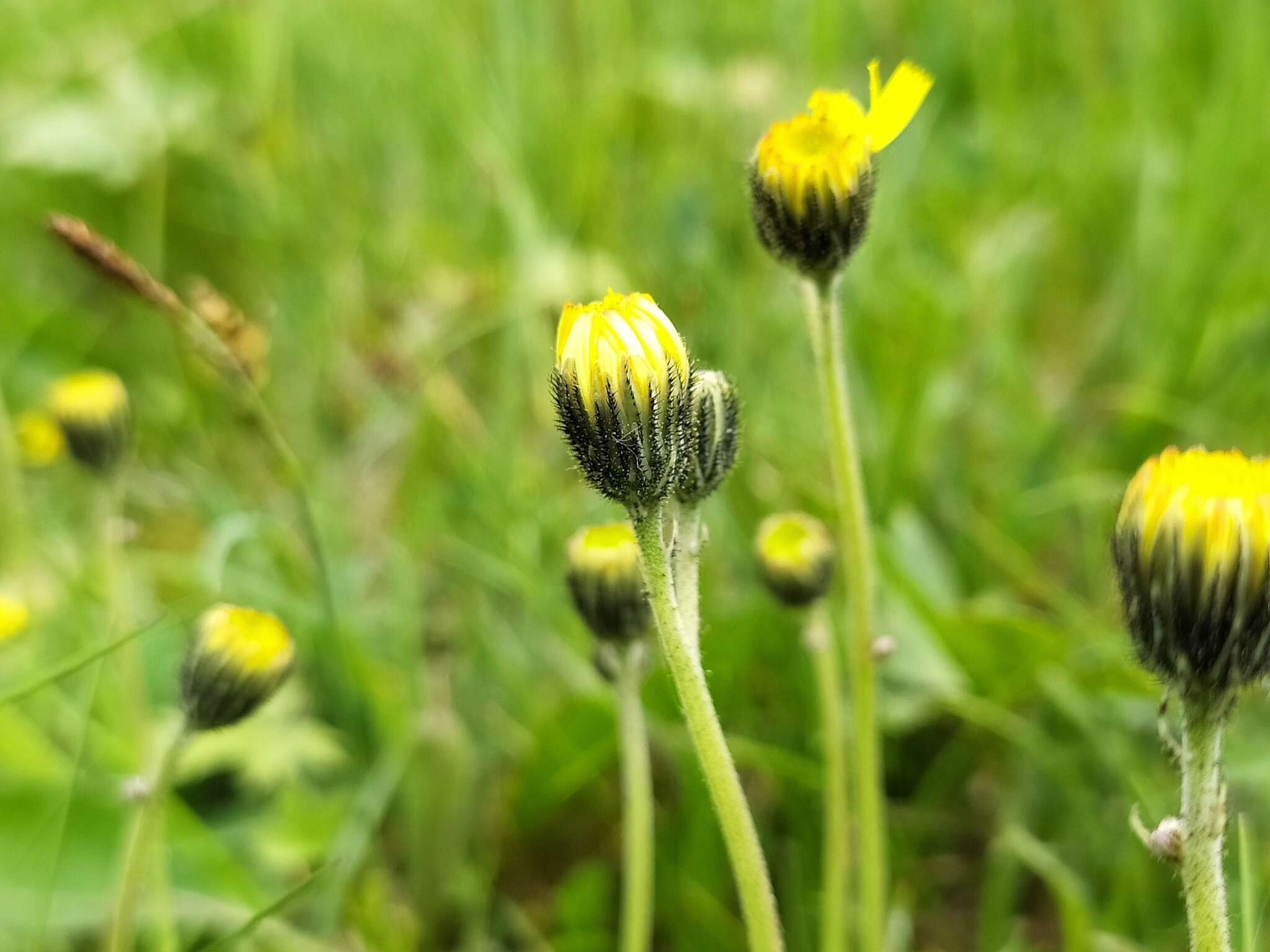 Image of Pilosella lactucella (Wallr.) P. D. Sell & C. West