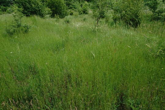 Image of wild einkorn