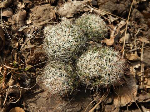 Image of Wilcox's nipple cactus