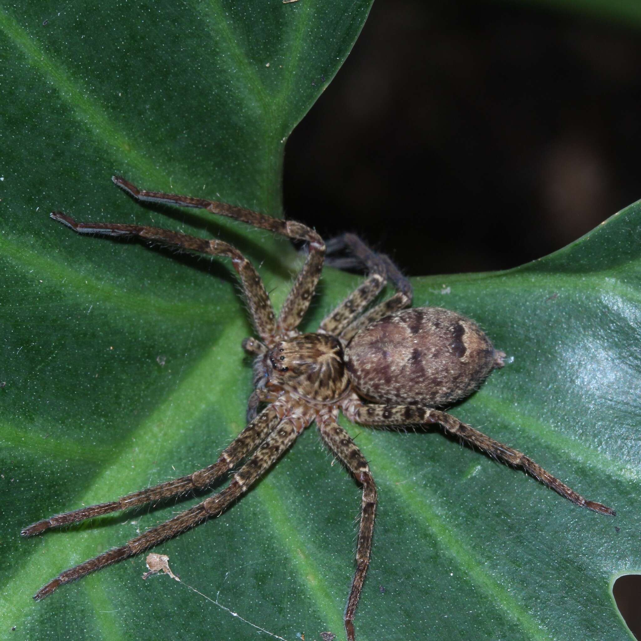 Image of Heteropoda jugulans (L. Koch 1876)