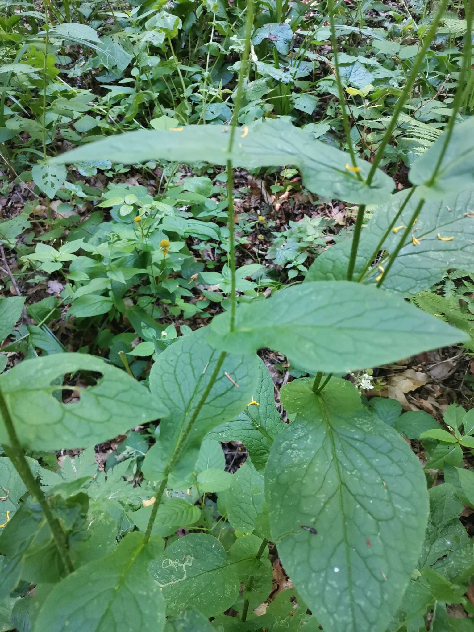 Слика од Doronicum austriacum Jacq.