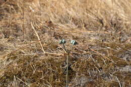 Image of Stenomesson flavum (Ruiz & Pav.) Herb.