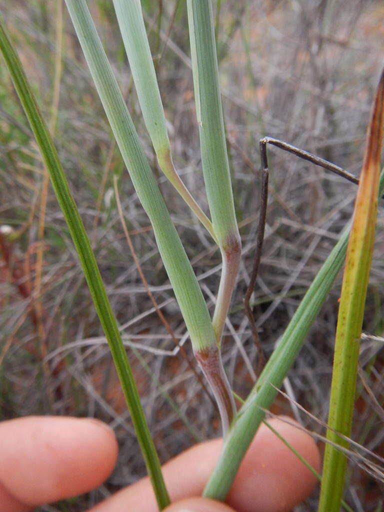 Image of Geissorhiza exscapa (Thunb.) Goldblatt