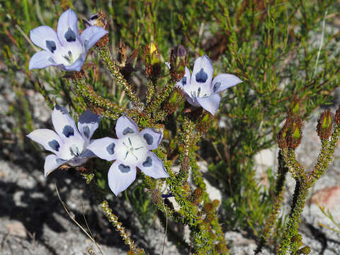 Image of Roella ciliata L.