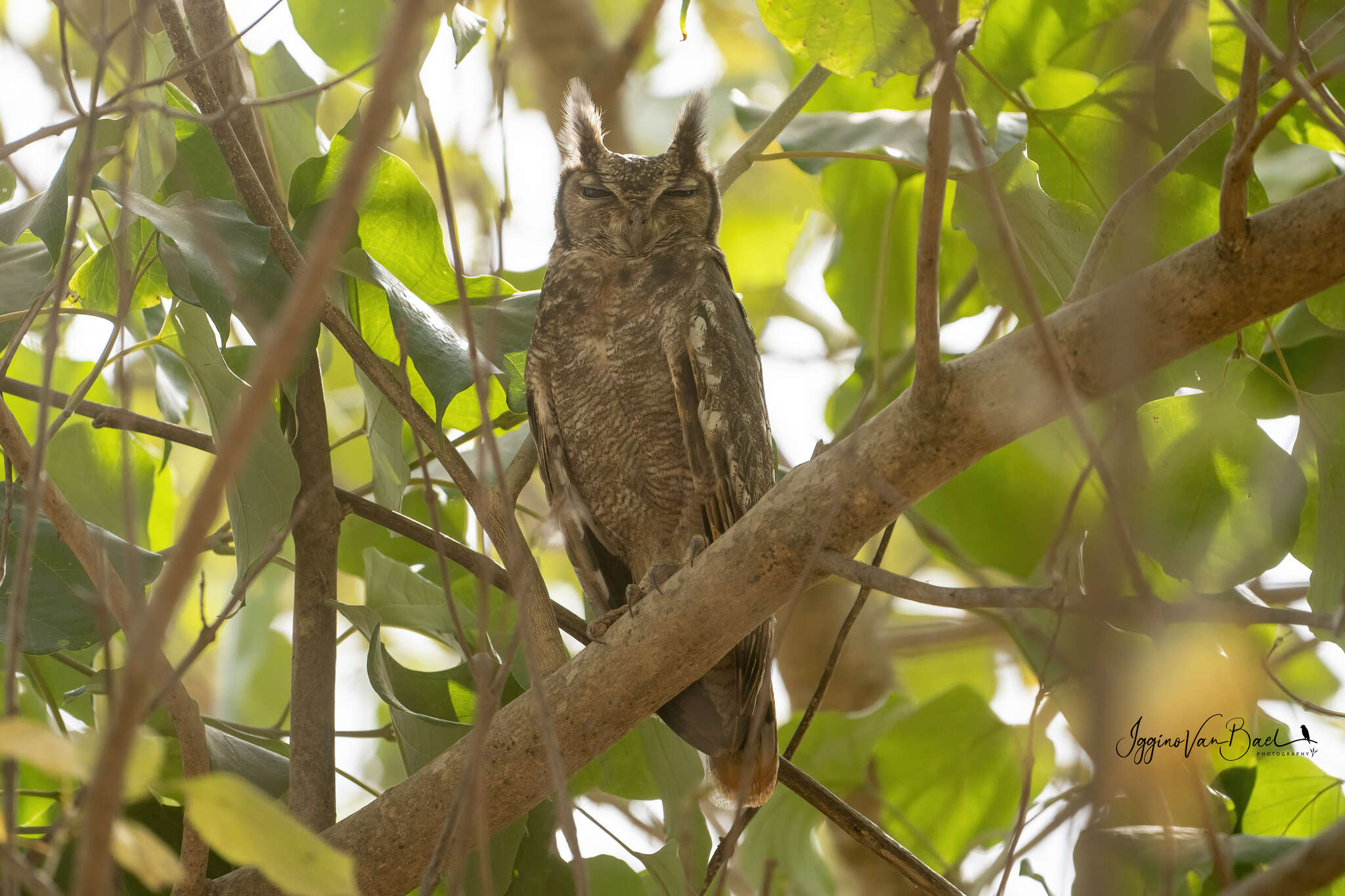 Image of Greyish Eagle-Owl