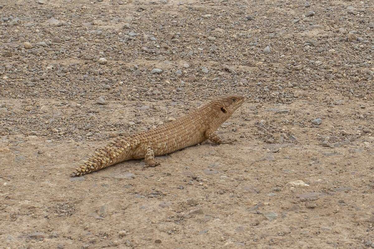 Image of Gidgee Skink