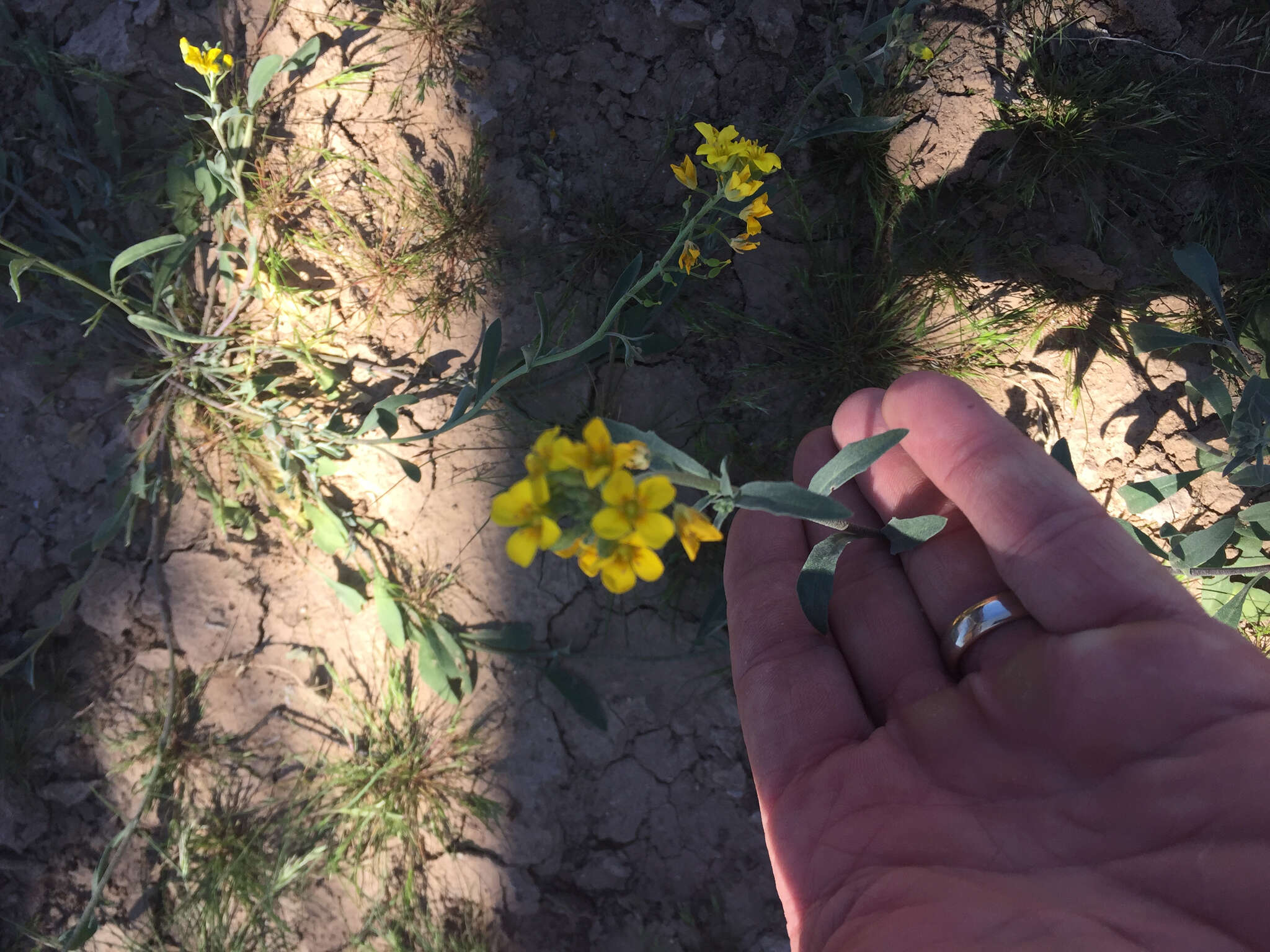 Image de Physaria gordonii (A. Gray) O'Kane & Al-Shehbaz