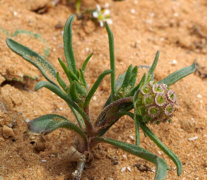 صورة Sixalix eremophila (Boiss.) W. Greuter & Burdet