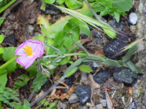 Image of Helianthemum nummularium subsp. berteroanum (Bertol.) Breistr.